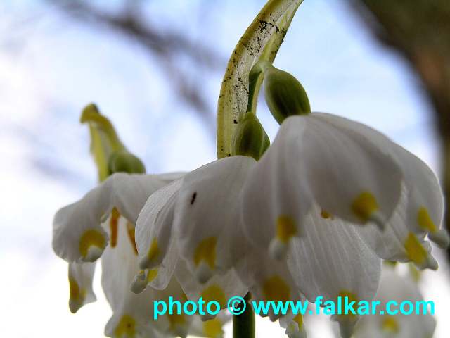 img00011.jpg